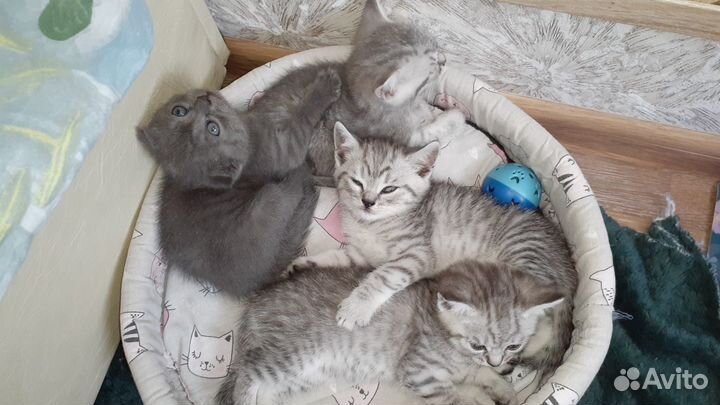 Британские котята