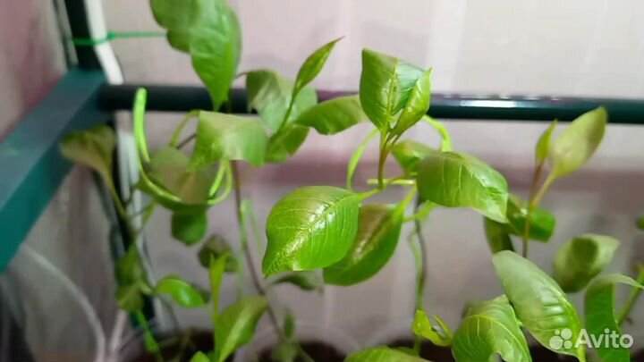 Саженцы фисташки Акбари, Кале-Гучи