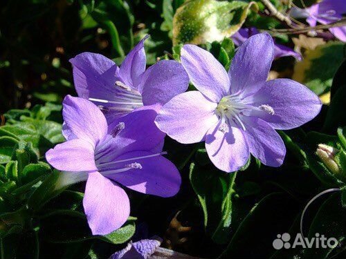 Барлерия голубая-редкое комнатное растение