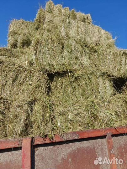 Сено в тюках