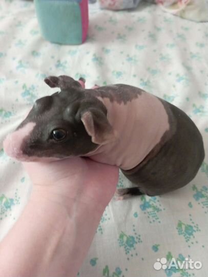 Морская свинка Скинни