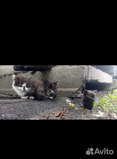 Котятки в добрые руки