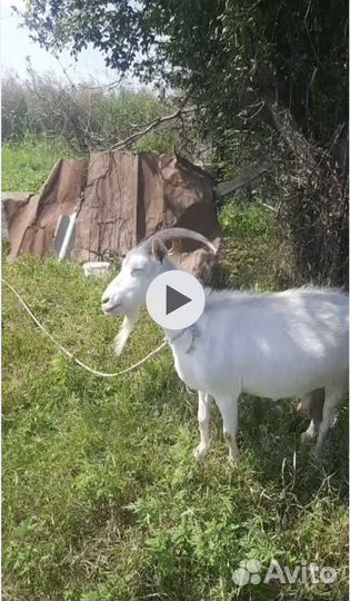 Коза дойная