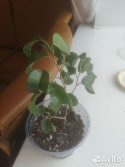 Фикус Букле