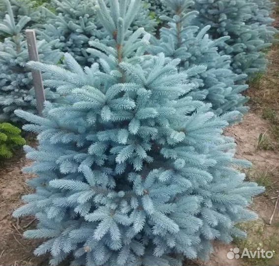 Ёлочка голубая