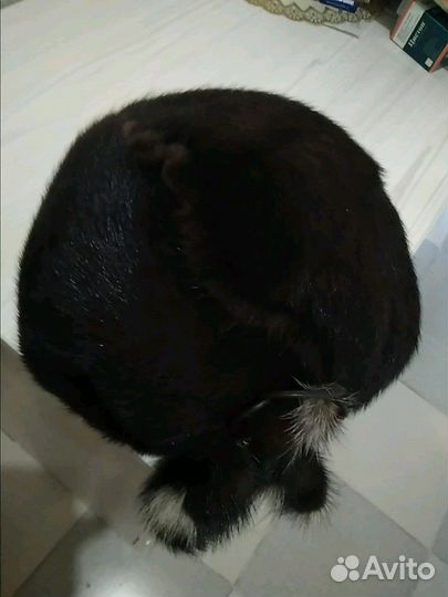 Шапка из меха норки
