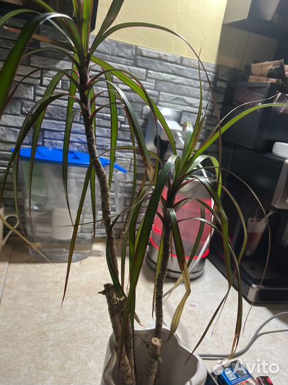 Пальма драцена