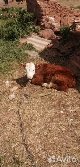 Телёнок телочка грейфорд