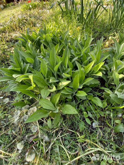 Рассада Рудбекия (Ромашка желтая)