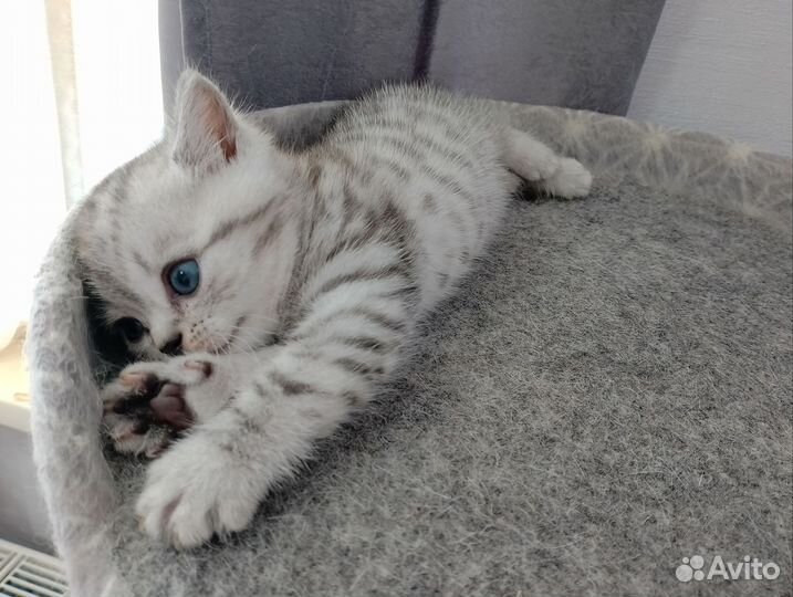 Шотландская вислоухая