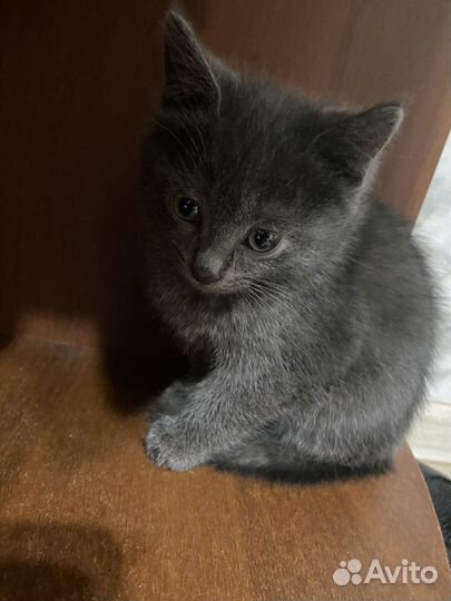 Котенок в добрые руки