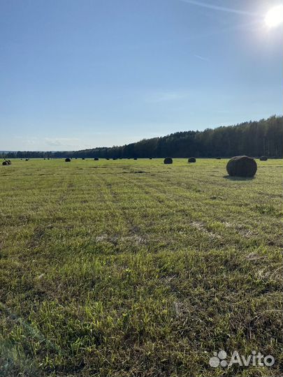 Продам сено в рулонах