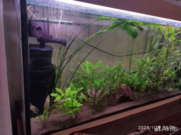 Аквариум на 300 литров со всем содержимым