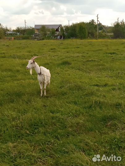 Козлята/ козы