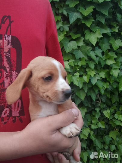 Щенки в добрые руки