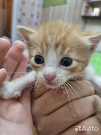 Котята в добрые руки бесплатно