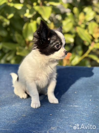 Чихуахуа мальчик д/ш