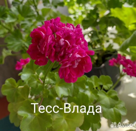 Пеларгония