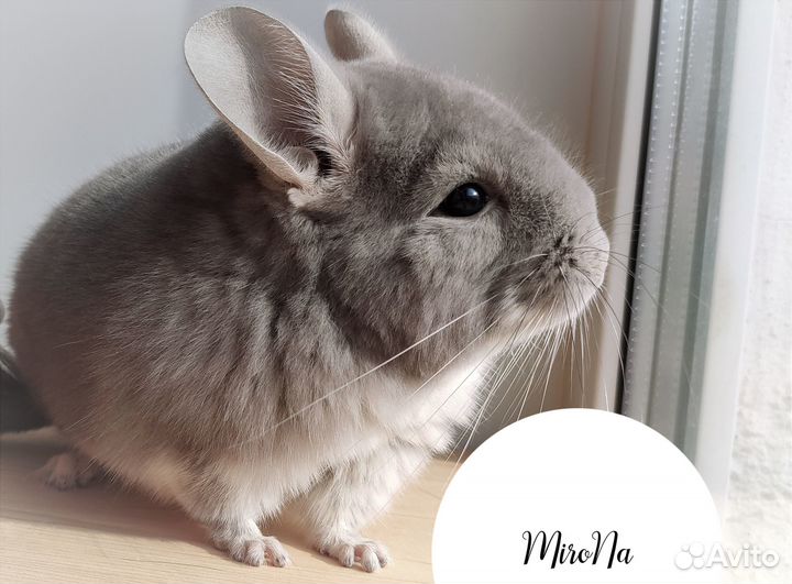 Шиншиллы. Редкие окрасы, Ангоры