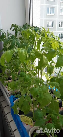 Рассада помидор и перцев