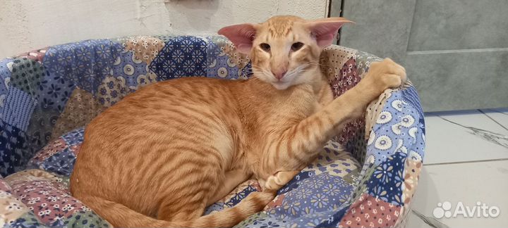 Вязка ориентал