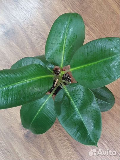 Фикус эластика
