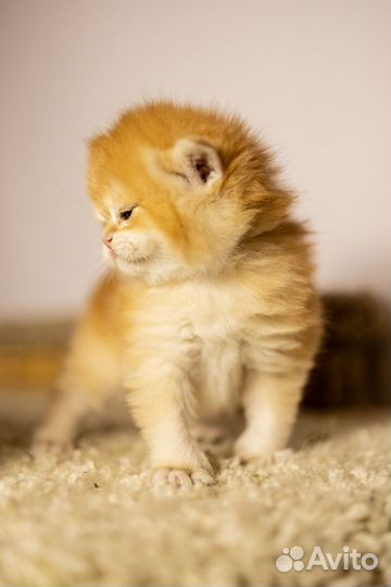 Британские котята