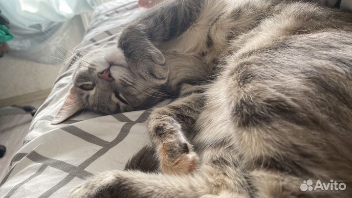 Кошка в хорошие руки