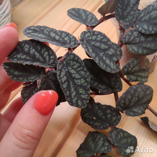 Пеллионии разные сорта