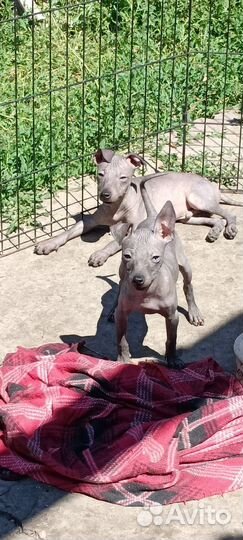 Агт щенки,ркф