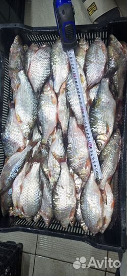 Азовская рыба свежемороженая опт