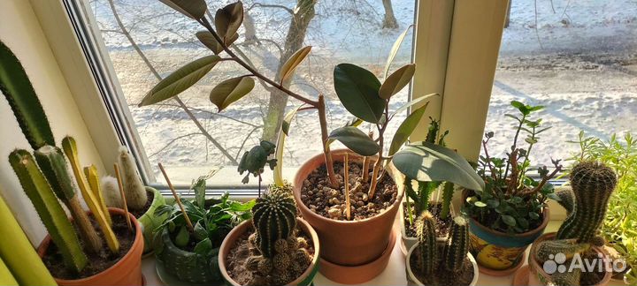 Разные комнатные цветы