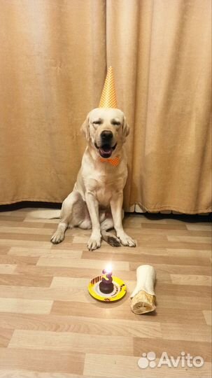 Отдам Лабрадора