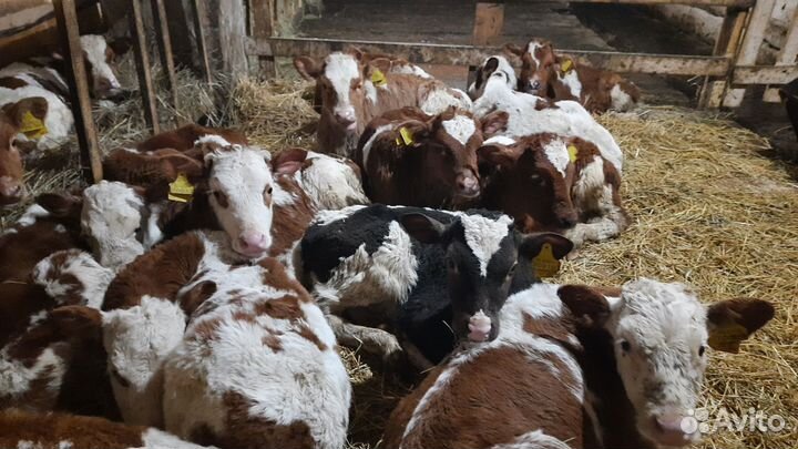 Сементалы от 1 месяцев