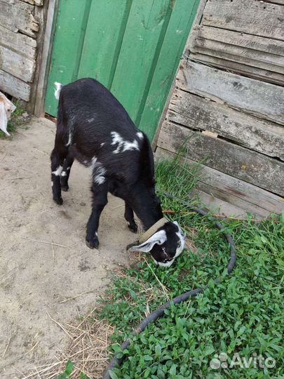 Козлята нубийские