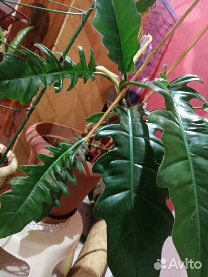 Филодендрон Джангл буги