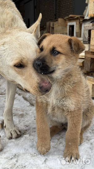 Щенок в добрые руки, мальчик