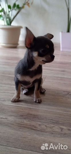 Щенки чихуахуа