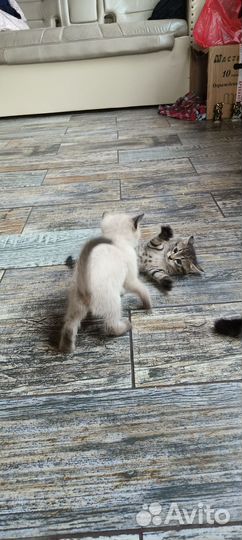 Котята в добрые руки бесплатно