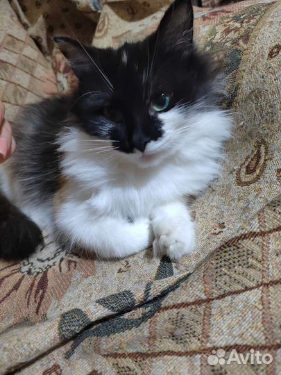 Кошки в добрые руки бесплатно