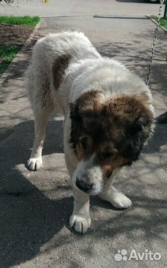 Алабай девочка в хорошие руки