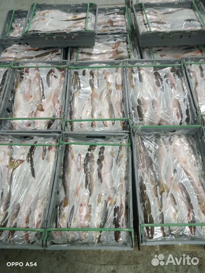 Пеленгас свежий