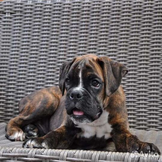 Щенки Боксера