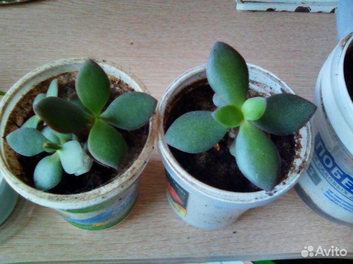 Денежное дерево,толстянка,красула овата + горшочек