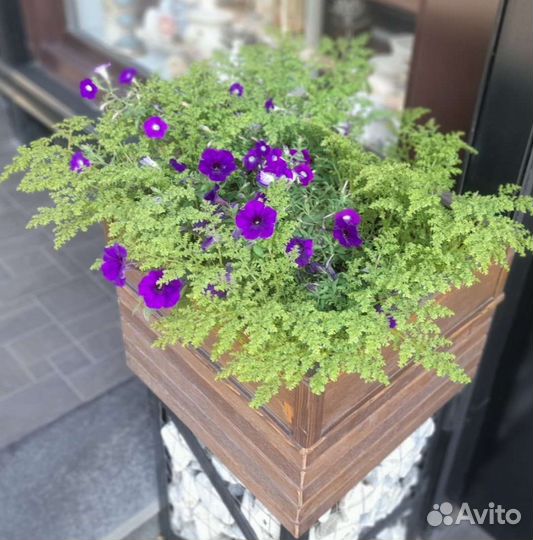 Пилея мшистая 2 сорта