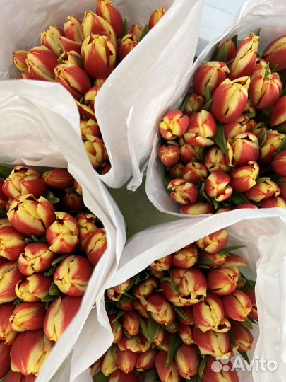 Тюльпаны к 8 марта оптом