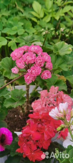 Пеларгонии сортовые