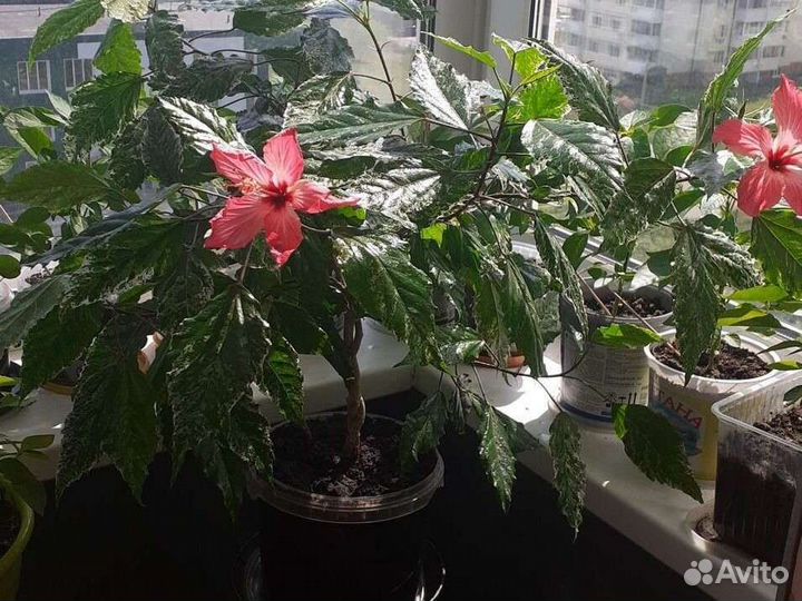 Гибискус вариегатный (пестролистный)