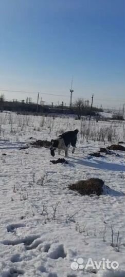 Подросток Алабая, Туркмен