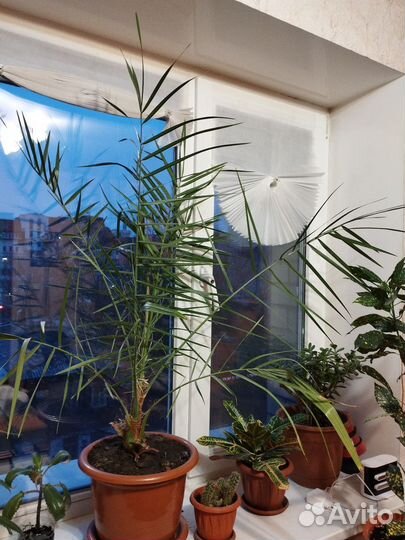 Финиковая пальма